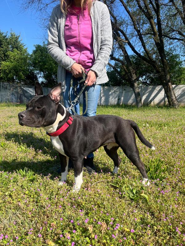 ZARA PIT BULL Foto 9